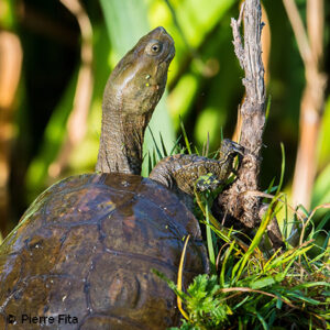Emyde lépreuse – le refuge des tortues