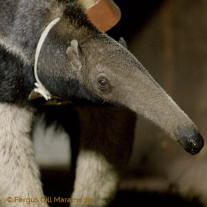 Tamanoir – Anteaters Highways