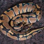 python-reticule1.jpg
