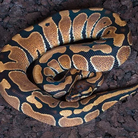 python-reticule1.jpg
