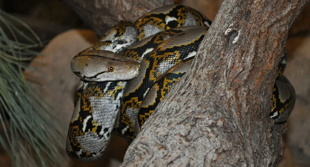 python_reticule.jpg