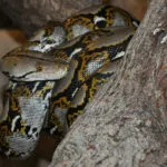 python_reticule.jpg