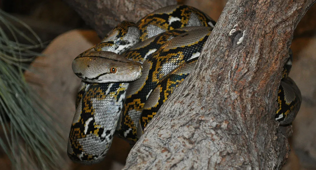 python_reticule.jpg