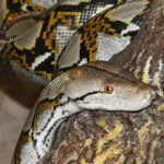 Reticulated Python