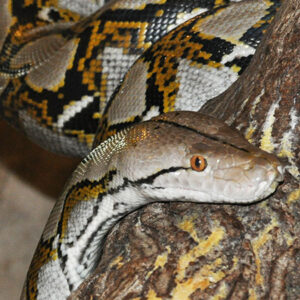 Reticulated Python
