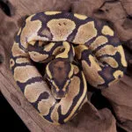 Royal Python