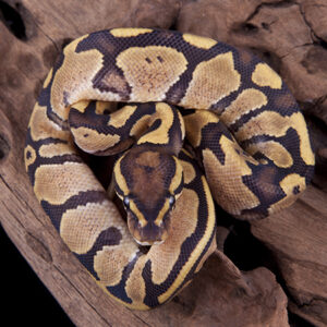 Royal Python