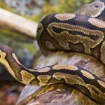 python_royal_fiche.jpg