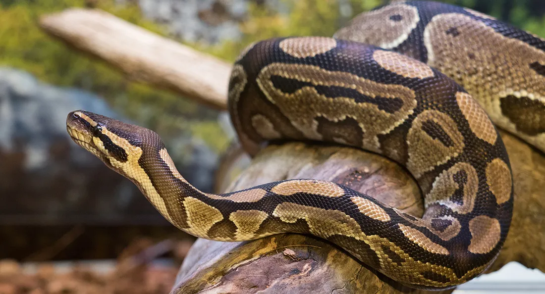 python_royal_fiche.jpg