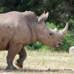 rhino.jpg