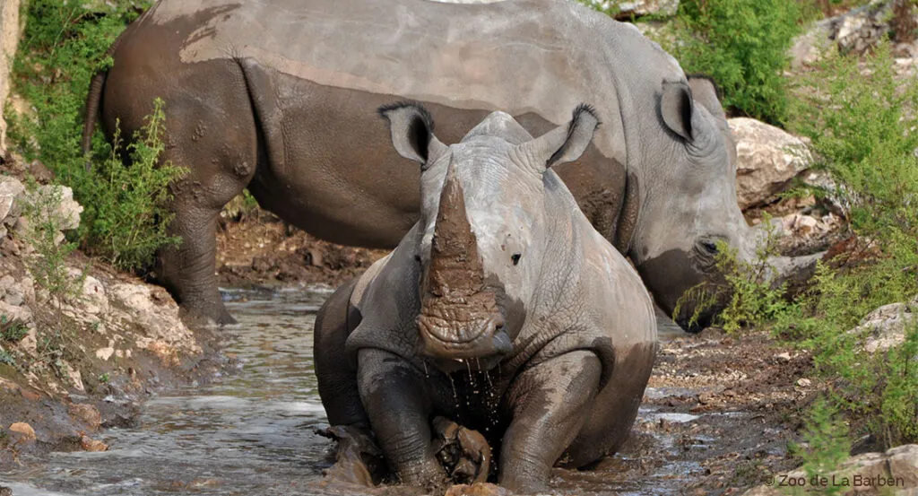 rhino-2.jpg