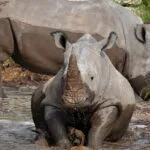 rhino-2.jpg