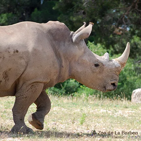 rhino.jpg