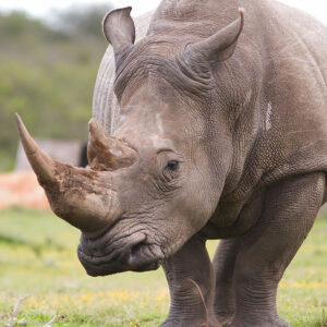 Rhinocéros – Save The Rhino