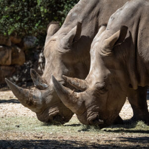 White Rhino
