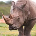 rhinoceros1.jpg