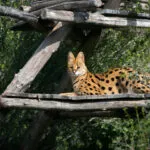 serval-04102020-3-scaled-3.jpg