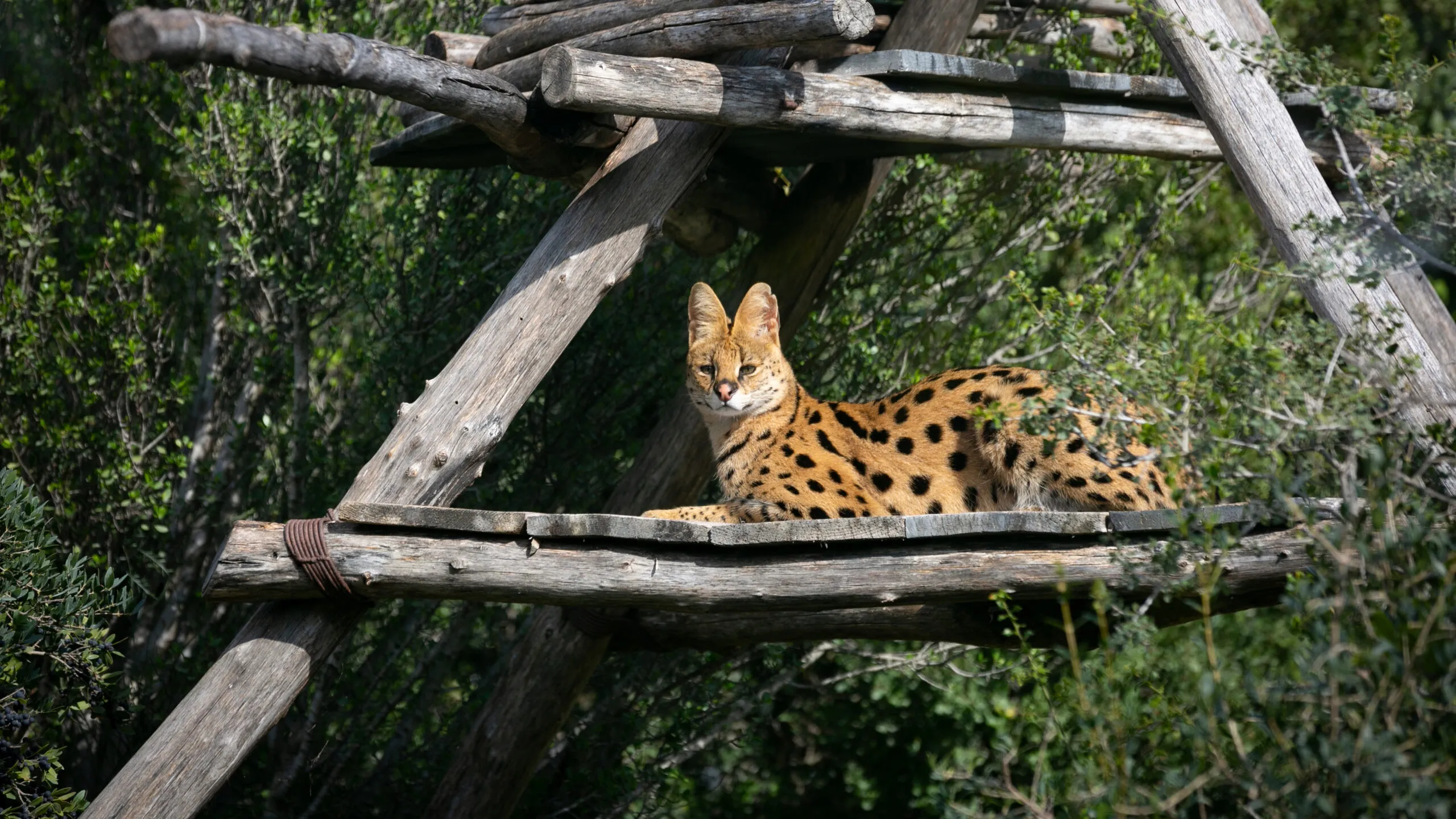 serval-04102020-3-scaled-3.jpg