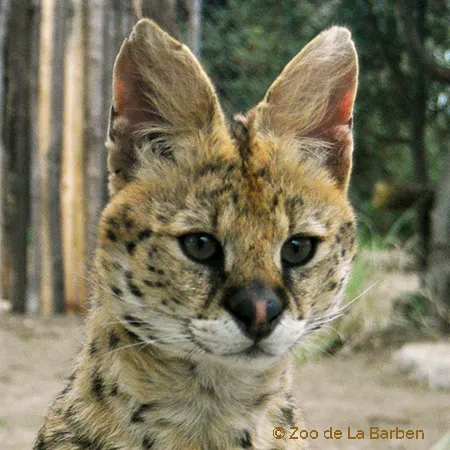 serval_a_la_une.jpg