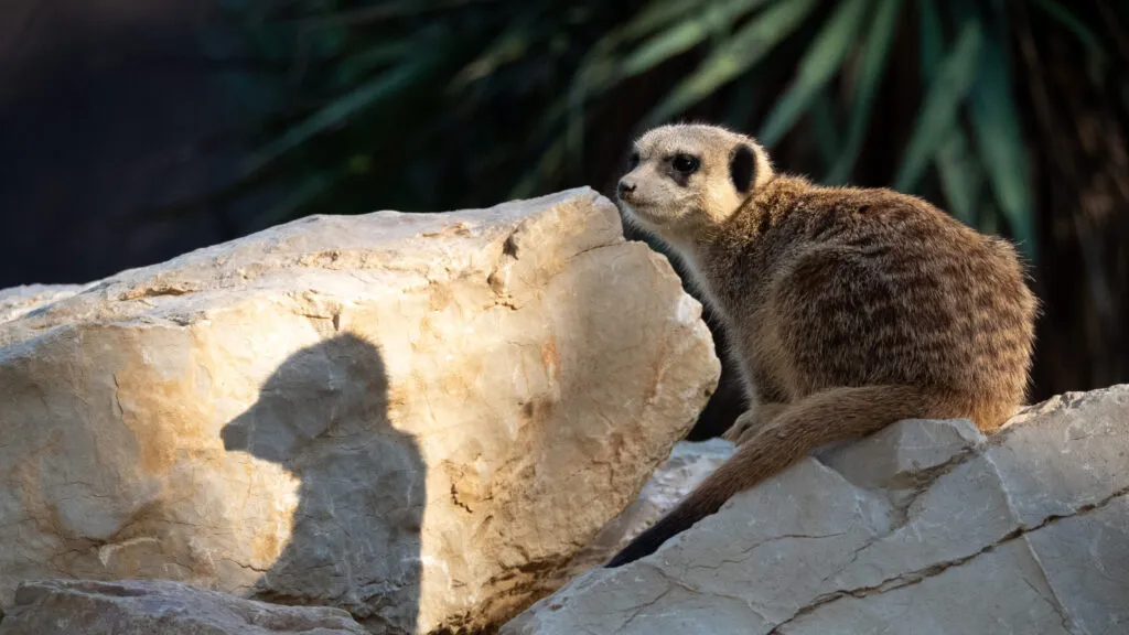 suricate-10062020_-5-1-scaled-1.jpg