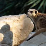 suricate-10062020_-5-1-scaled-1.jpg