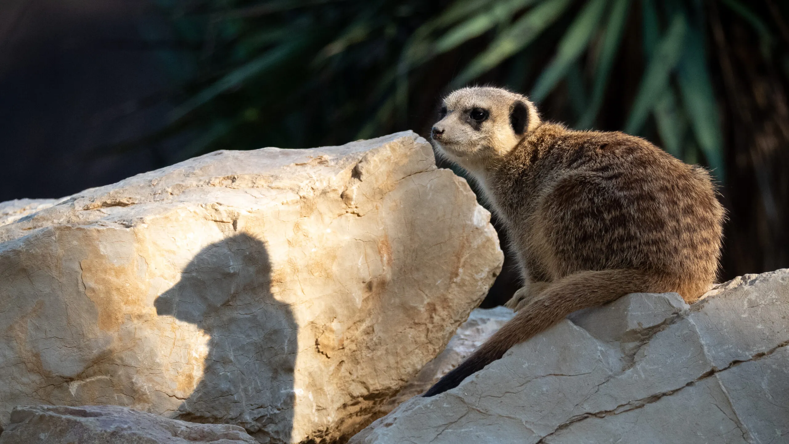 suricate-10062020_-5-1-scaled-1.jpg