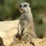 Meerkat