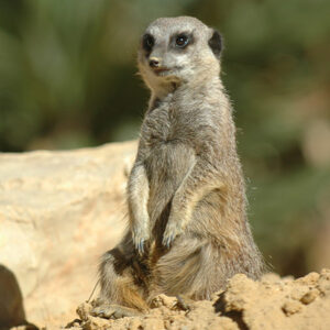Meerkat