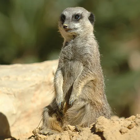 Meerkat