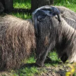 tamanoir.jpg
