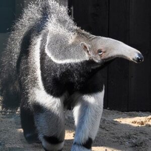 Anteater or Giant anteater