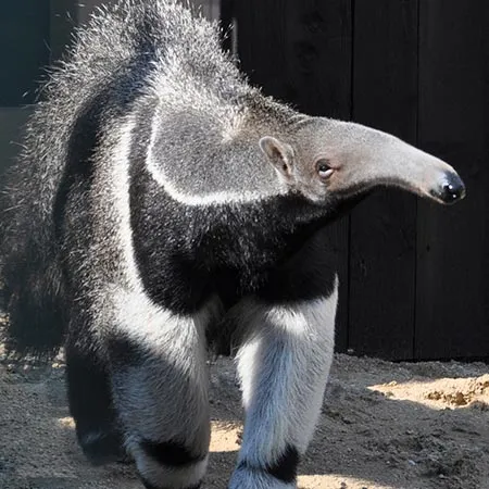 Anteater or Giant anteater