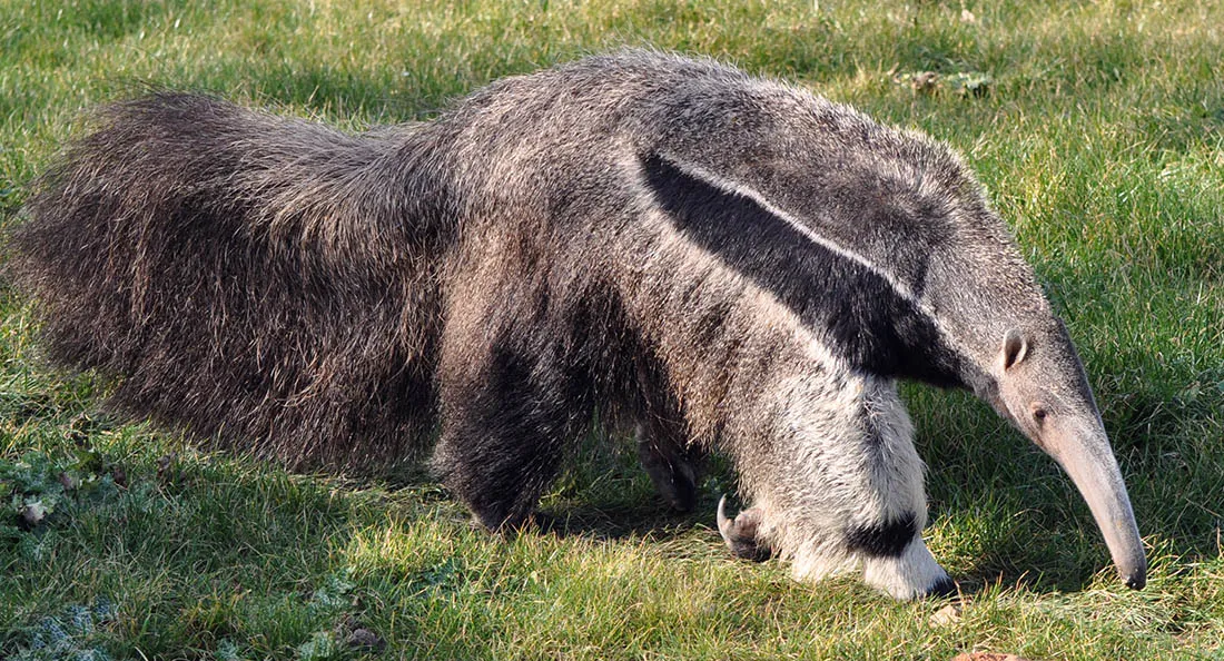 tamanoir_2.jpg