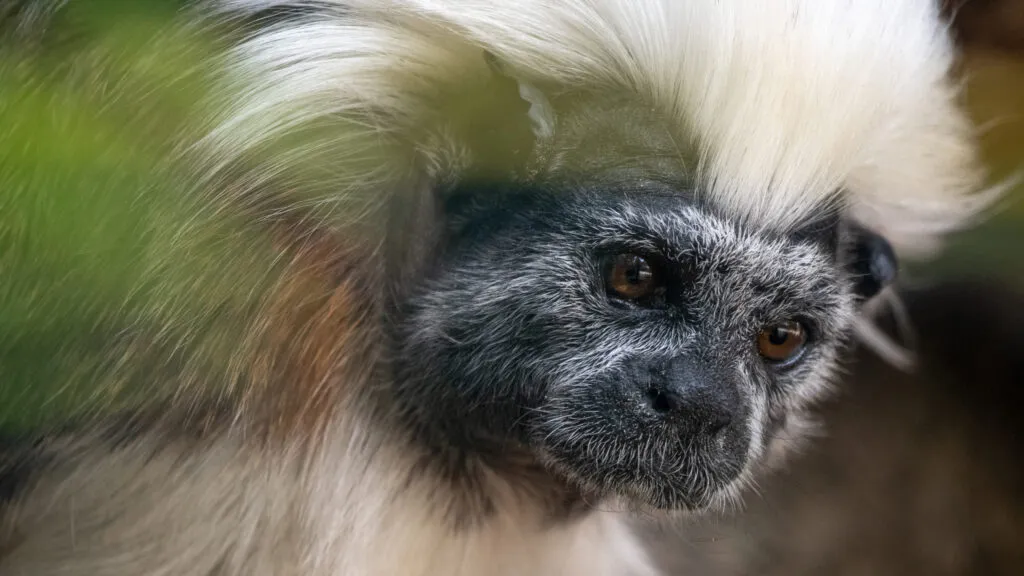 tamarin-pinche-16042020-2-scaled-3.jpg