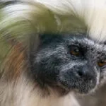 tamarin-pinche-16042020-2-scaled-3.jpg
