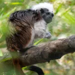 tamarin-pinche-16042020-3-scaled-3.jpg