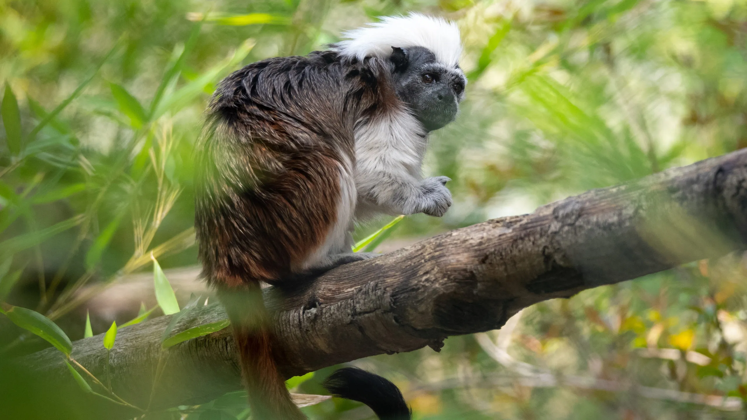 tamarin-pinche-16042020-3-scaled-3.jpg