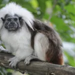 tamarin-pinche-bandeau.jpg