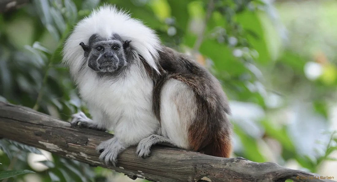 tamarin-pinche-bandeau.jpg