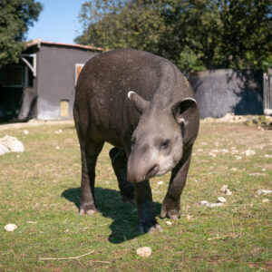 Ground tapir