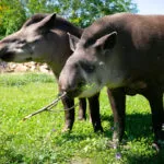 tapir-20052020-15-1-scaled-1.jpg
