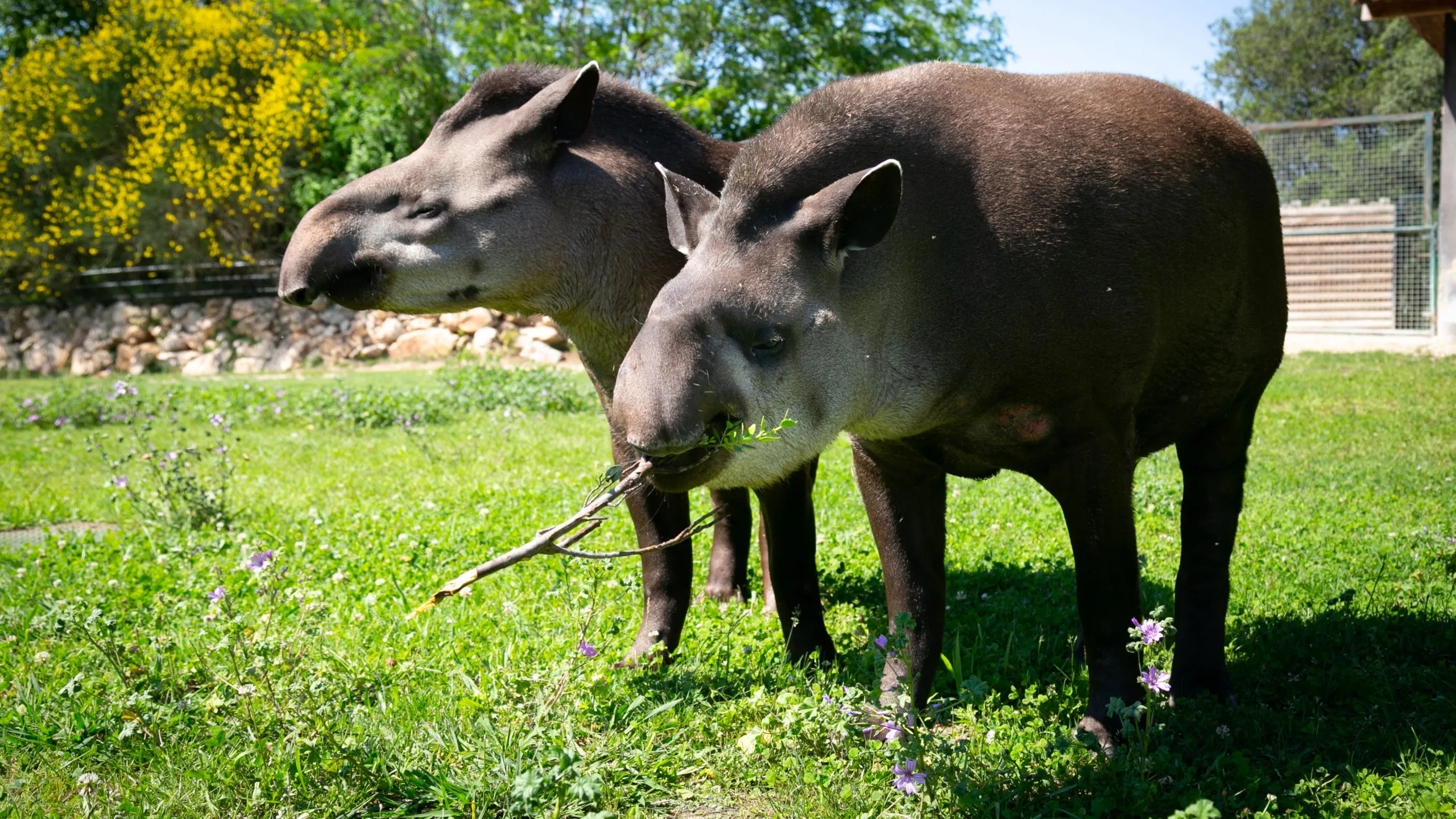 tapir-20052020-15-1-scaled-1.jpg