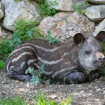 tapir-20052020-8-1-scaled-1.jpg