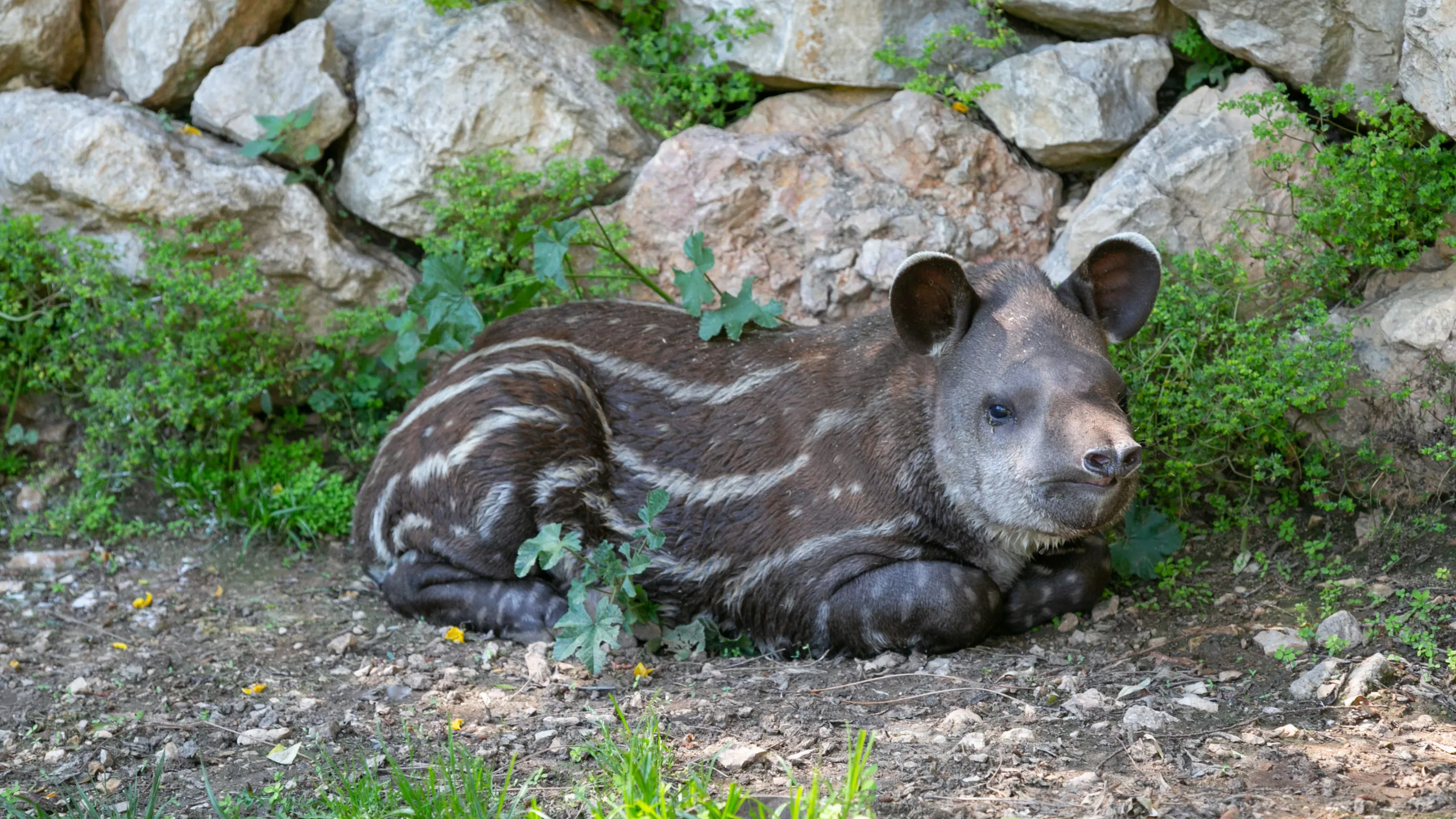 tapir-20052020-8-1-scaled-1.jpg