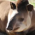 tapir1.jpg