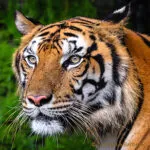 tigre-fiche-carre.jpg