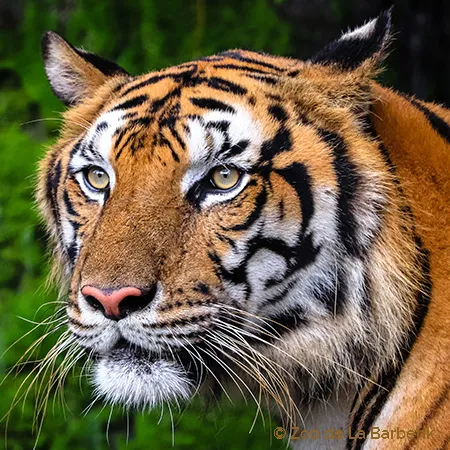 tigre-fiche-carre.jpg