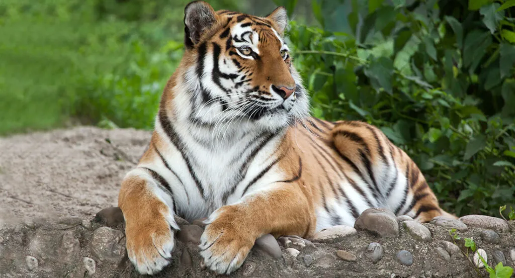 tigre_fiche.jpg