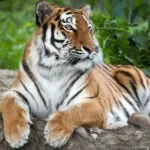 tigre_fiche.jpg