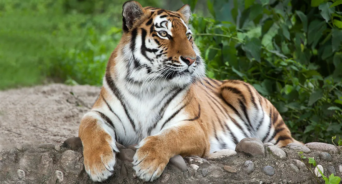 tigre_fiche.jpg